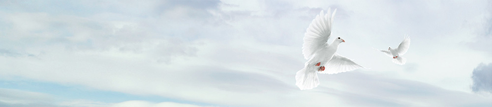 culture.jpg culture.jpg